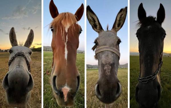 TUÎK: Di 20 salên dawî de hejmara keran ji sedî 81ê kêm bûye