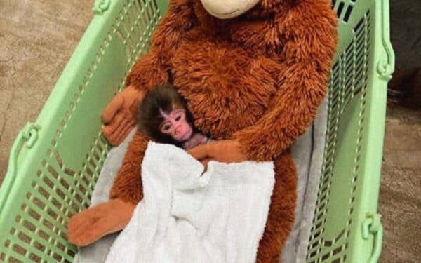 “Punch için, esaret altında tutulan tüm hayvanlar için özgürlük istiyoruz”