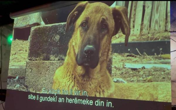 Zafer Sarica: Em dixwazin ajalan weke hevparekî jiyanê bidin nîşandan