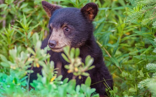 Dünya Yaban Hayatı Günü kutlu olsun!