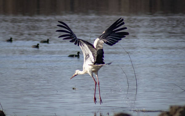 ‘Baharın müjdecisi’ leylekler yuvalarına dönmeye başladı