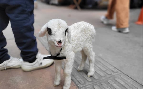 Samsunlu esnaf, sahiplendiği kuzuyu yanından ayırmıyor