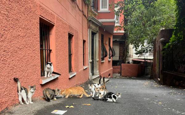 "Mafê jiyanê yê sewalan pîroz e!"