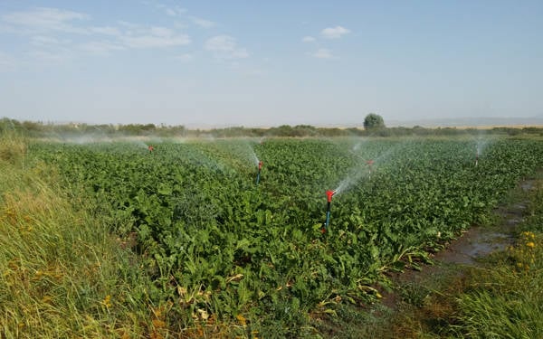 Gürer: Elektrik zammı tarımı doğrudan etkileyecek
