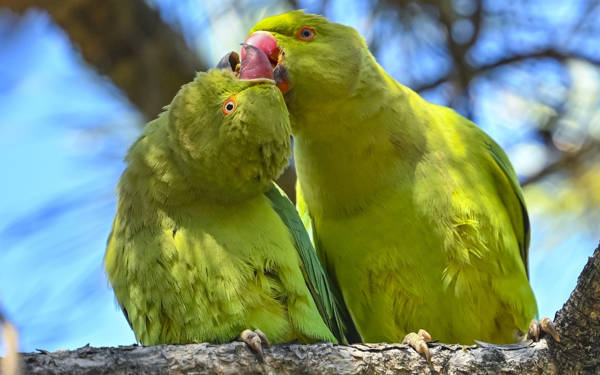 Seğmenler Parkı, yeşil papağanlarla canlandı