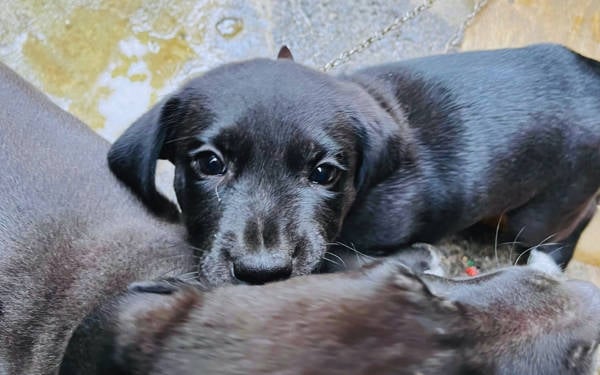 İstanbul Barosu’ndan valiliğin ‘köpeklerin toplatılması’ talimatına uyarı