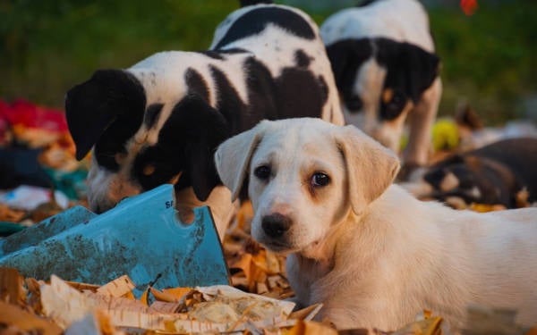 Sokaktaki hayvanlar için ayrılan bütçenin yalnızca yüzde 1,83’ü kullanıldı