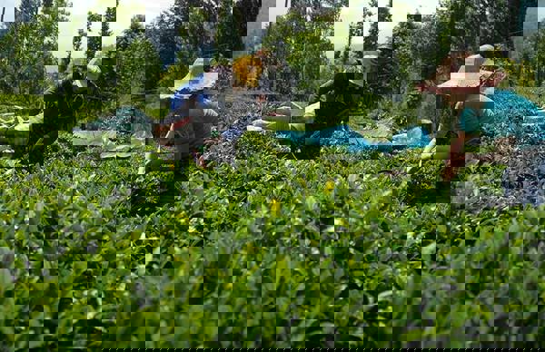 Çay üreticileri: “Haklarımızın iadesini istiyoruz”