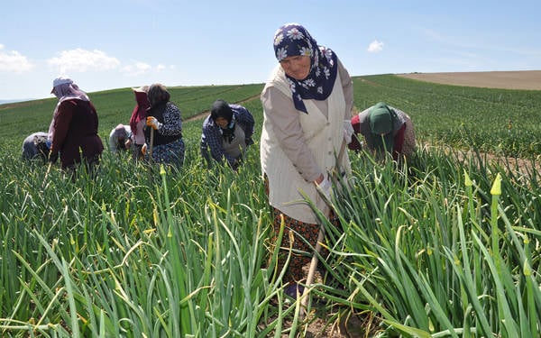 /haber/chpli-gurer-sgk-kayitli-ciftci-sayisi-616-bin-244e-geriledi-319382