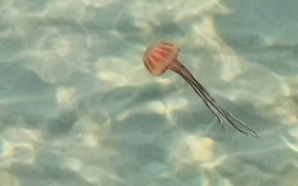 Şarköy kıyılarında zehirli pusula denizanası görüldü