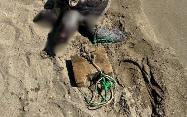 İzmir’de yüzgecine taş bağlanan deniz kaplumbağası hayatını kaybetti