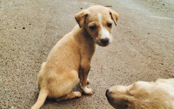 Sokaktaki köpekleri ‘yeterince’ toplamadıkları için üç belediye başkanı hakkında işlem