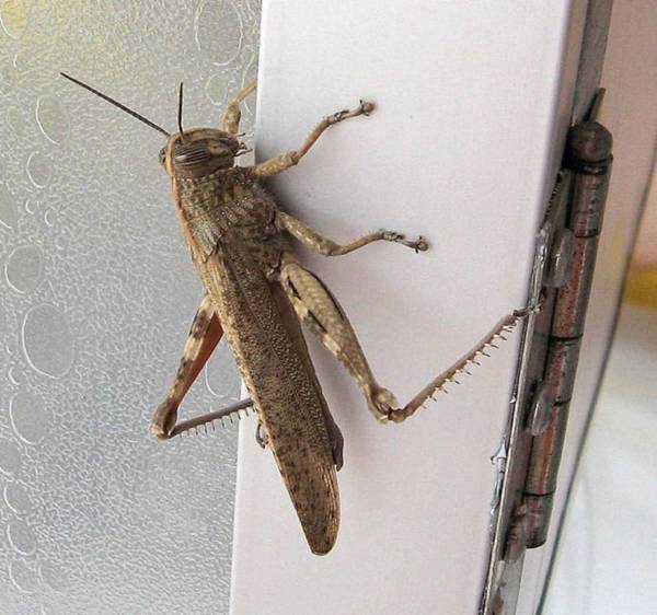 ‘No invasion’: Expert dismisses social media fuss over large grasshopper sightings in İstanbul