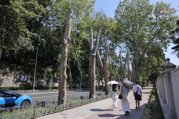 İstanbul’s historic plane trees are dying from an irreversible disease
