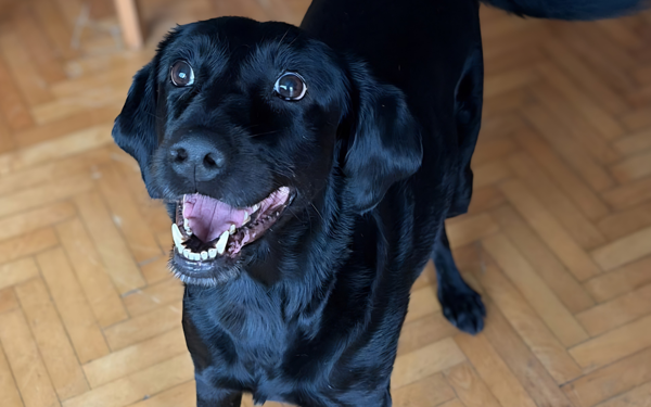 Birlikte yaşamın hakkı: 26 Ağustos Dünya Köpekler Günü