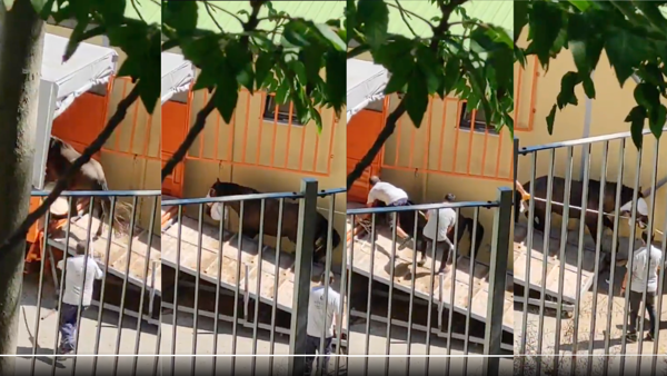 Adalar’daki atlar Kastamonu’ya gönderildi: Taşıma koşullarına karşı dava açıldı