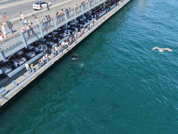 Orkinoslar Marmara'ya geri döndü