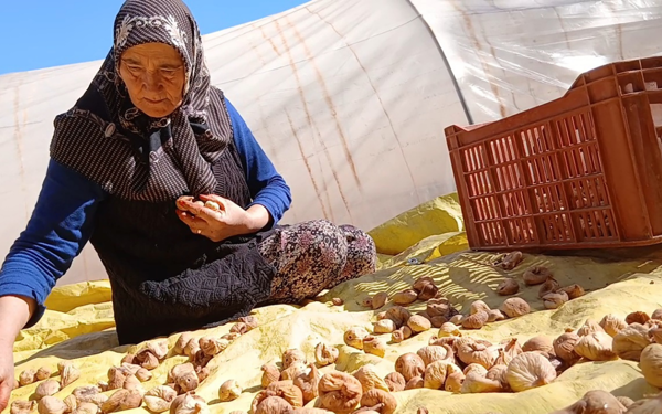 Aydın’da incir üreticileri: Fiyatlar düştü, maliyetler arttı