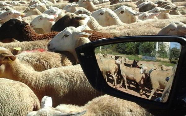 Koyunlar ve erişim meselesi
