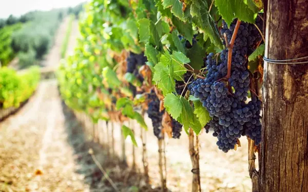 Climate change may affect grape cultivation in Turkey