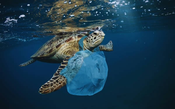 Karadan denize: Plastik kirliliğinin gizli bedeli