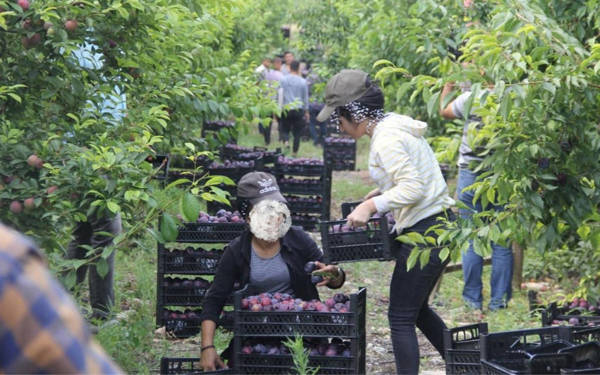 12ê Hezîranê Roja Zarokên Karker
