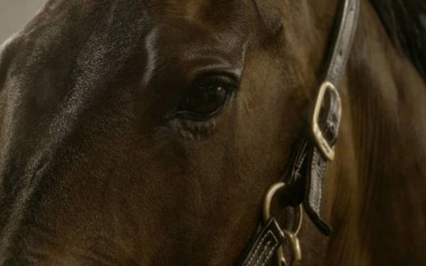 Süperstar beygir itinayla uçurulur