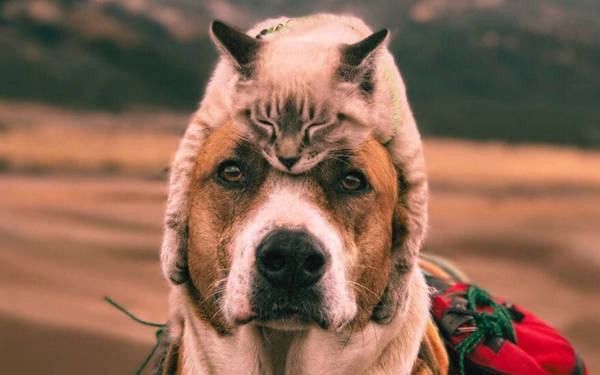 Basına ve kamuoyuna – Kayyum or kayyım