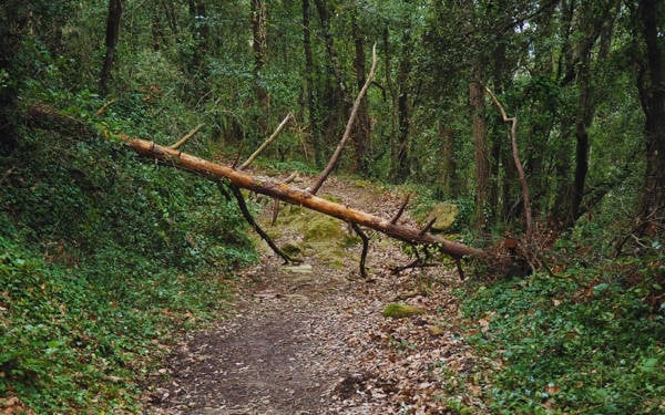 Sağlamcı dünyada sıradan bir hafta