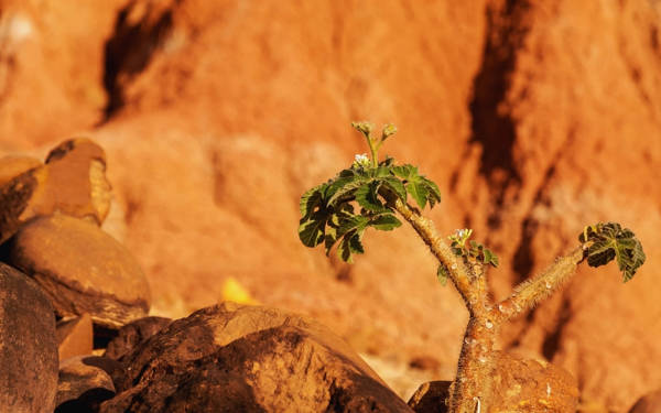 Nobranın bakışına, diline, kelimesine bakmamak