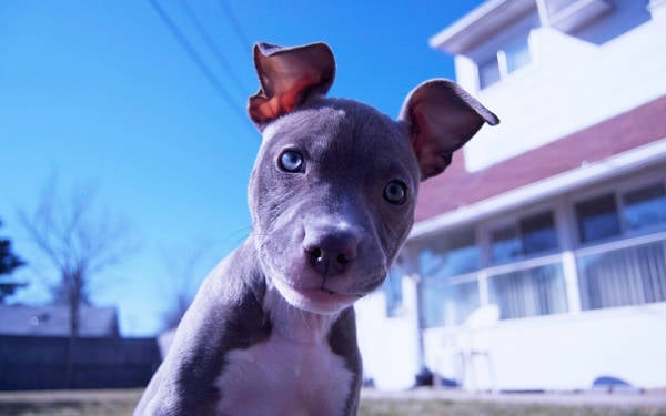 Camiye giren pitbull paniğe neden oldu mu?