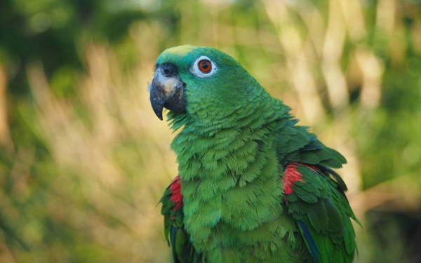 Ankara’da bir istilacı: Yeşil Papağan