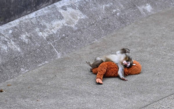 Mega kanaat ekranı: Sosyal medyada duygu tüketimi