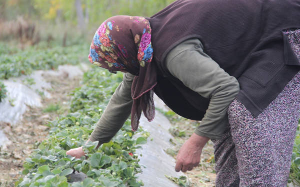 Tarımda azalan istihdam, derinleşen eşitsizlikler