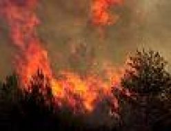 /haber/are-the-forests-fires-in-eastern-and-southeastern-turkey-set-intentionally-109808