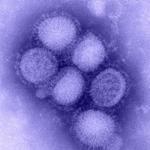 /haber/who-declares-swine-flu-pandemic-115154
