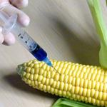 /haber/government-prohibits-production-of-gmos-and-simplifies-import-118929