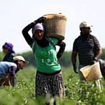 /haber/isci-cinayetinin-faili-kurtlere-saldiriyi-mubah-gosteren-zihniyet-147925