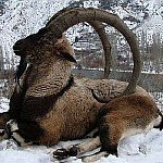 /haber/dersim-in-dag-kecilerini-koruyun-152313