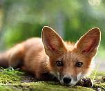 БЭШКЭШ1Э ЛЪАШЭМРЭ БЭДЖЭЖЪЫЕМРЭ