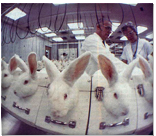 /haber/istanbul-bar-association-sues-against-animal-testing-154815