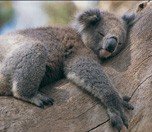 /haber/koalalar-neden-agaca-sariliyor-156219