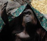 /haber/mahkeme-orangutan-sandra-nin-haklarini-tanidi-161037