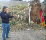 /haber/animal-rights-activists-urge-banning-of-camel-fights-161185