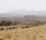 /haber/300-lawyers-take-the-road-for-cizre-167558