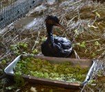 /haber/dilovasi-ndaki-fuel-oil-sizintisinda-sirket-ismi-aciklanmali-182883