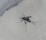 /haber/heybeliada-da-ortaya-cikan-supheli-sivrisinegin-pesinde-190041