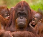 /haber/dunya-orangutanlar-gunu-kutlu-olsun-200106