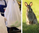 /haber/charge-on-plastic-bags-articles-making-wildlife-difficult-in-same-omnibus-law-203376