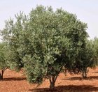 /haber/turkey-sells-afrin-s-olives-to-eu-205212